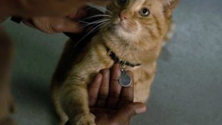 映画キャプテン マーベルの猫グースにまつわる衝撃の事実５つ 映画の秘密ドットコム